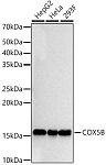 Western blot - COX5B Rabbit mAb (A23762)