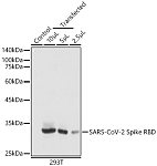 Western blot - SARS-CoV-2 Spike RBD Mouse mAb (A23771)