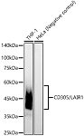 Western blot - CD305/LAIR1 Rabbit mAb (A23775)