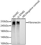 Western blot - Fibronectin Rabbit mAb (A23830)