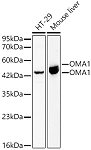 Western blot - OMA1 Rabbit pAb (A23860)