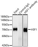 Western blot - HSF1 Rabbit mAb (A23895)