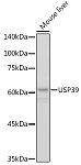 Western blot - USP39 Rabbit mAb (A2389)