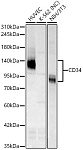Western blot - CD34 Rabbit PolymAb® (A23924)