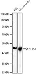 Western blot - CYP11A1 Rabbit mAb (A23954)