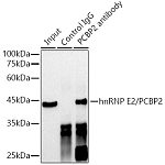 Western blot - hnRNP E2/PCBP2 Rabbit mAb (A23987)
