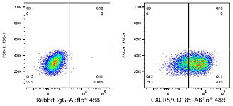 Western blot - CXCR5/CD185 Rabbit mAb (A23989)