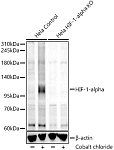Western blot - [KO Validated] HIF-1-alpha Rabbit mAb (A24002)