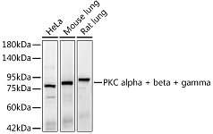Western blot - PKC alpha + beta + gamma Rabbit mAb (A24003)