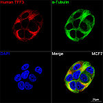 Immunohistochemistry - TFF3 Rabbit mAb (A24010)