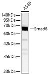 Western blot - [KD Validated]Smad6 Rabbit pAb (A24035)