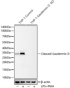 [KO Validated] Cleaved Gasdermin D (N Terminal) Rabbit mAb