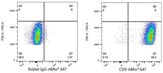 Western blot - CD9 Rabbit mAb (A24130)