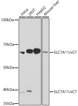 SLC7A11/xCT Rabbit mAb