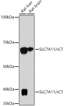 SLC7A11/xCT Rabbit mAb