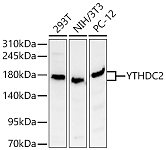 Western blot - [KD Validated] YTHDC2 Rabbit pAb (A24219)