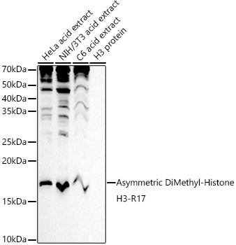 Asymmetric DiMethyl-Histone H3-R17 Rabbit pAb