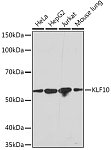 Western blot - KLF10 Rabbit mAb (A2433)