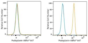 Flow CytoMetry - ABflo® 647 Rabbit anti-Human Podoplanin mAb (A24409)