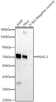 PGHS-2 Rabbit pAb