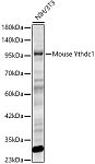 Western blot - Mouse Ythdc1 Rabbit pAb (A24548)