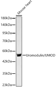 Uromodulin/UMOD Rabbit mAb