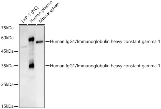 Human IgG1/Immunoglobulin heavy constant gamma 1 Rabbit pAb