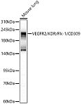 Western blot - VEGFR2/KDR/Flk-1/CD309 Rabbit pAb (A24671)