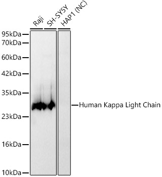 Human Kappa Light Chain Rabbit mAb
