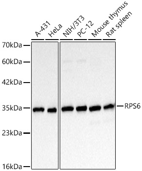 RPS6 Mouse mAb