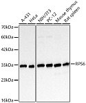 Western blot - RPS6 Mouse mAb (A24746)