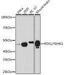 Western blot - PDK1/PDHK1 Rabbit mAb (A24749)