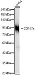 Western blot - LAMP1/CD107a Rabbit PolymAb® (A24804)