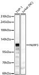 Western blot - NLRP3 Rabbit pAb (A24833)