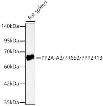 PP2A-Aβ/PR65β/PPP2R1B Rabbit pAb