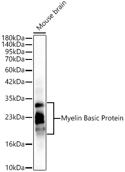 Myelin Basic Protein/MBP Rabbit pAb
