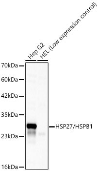 HSP27/HSPB1 Rabbit pAb