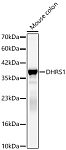 Western blot - DHRS1 Rabbit pAb (A25038)