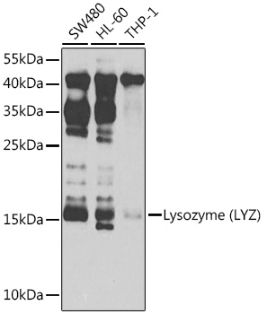Lysozyme (LYZ) Rabbit pAb