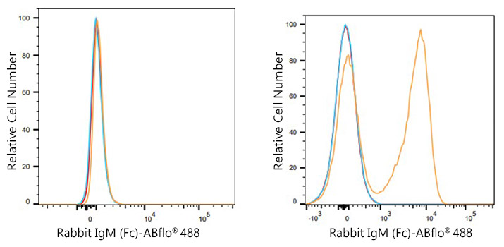 ABflo® 488 Mouse Anti-Rabbit IgM (Fc) mAb