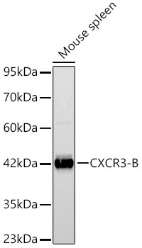 CXCR3-B Rabbit pAb