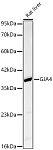 Western blot - GJA4 Rabbit pAb (A2529)