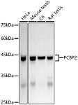 Western blot - hnRNP E2/PCBP2 Rabbit pAb (A2531)