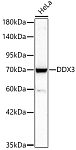 Western blot - DDX3 Rabbit pAb (A25442)