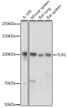 TLR2 Rabbit pAb