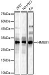 Western blot - HMGB1 Rabbit pAb (A2553)