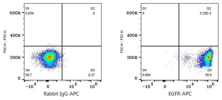 Apc Rabbit Anti-human Egfr Mab-monoclonal Antibodies - Abclonal