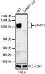 Western blot - LAMP1 Rabbit pAb (A2582)