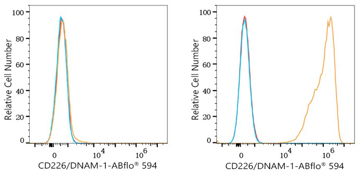 ABflo® 594 Rabbit anti-Mouse CD226/DNAM-1 mAb