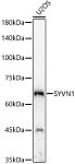 Western blot - SYVN1 Rabbit pAb (A2605)